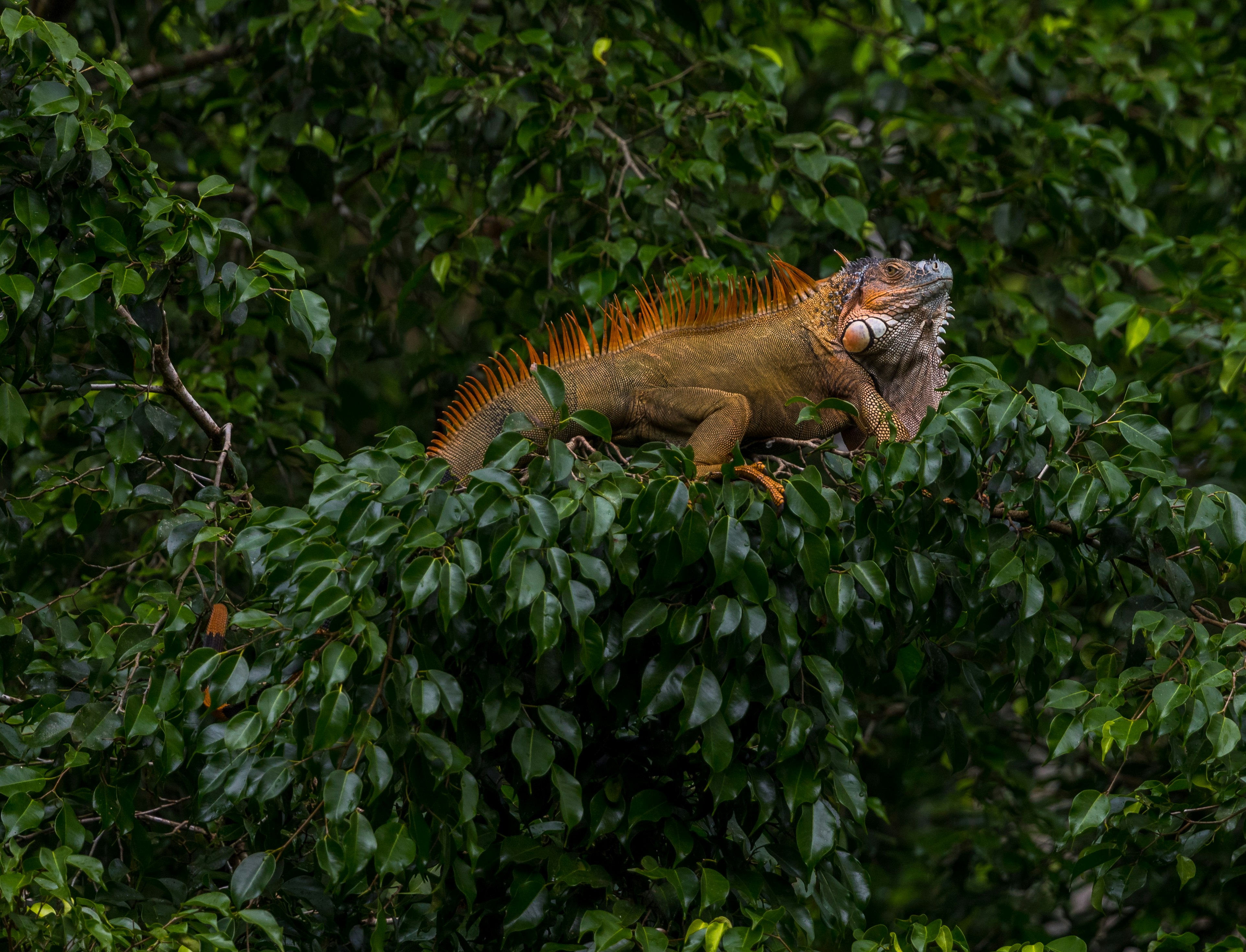 brown iguana on tree